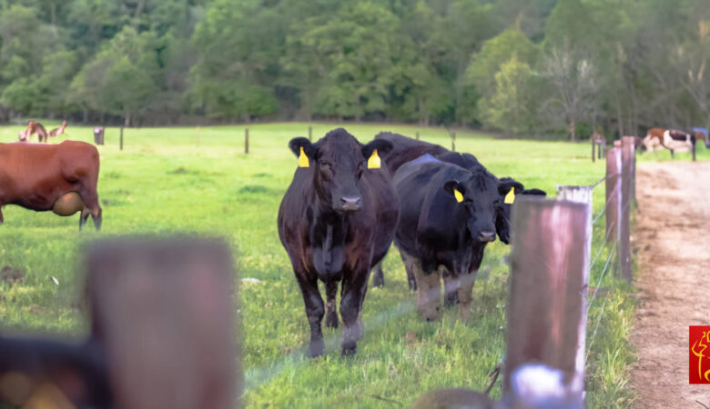 Animal-Fencing-To-Replace-Or-Repair